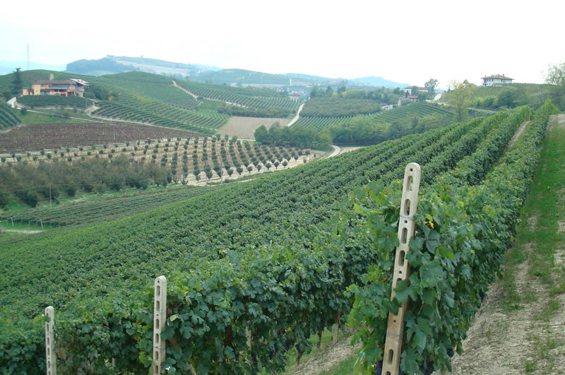 Fontanabianca :: Vineyards